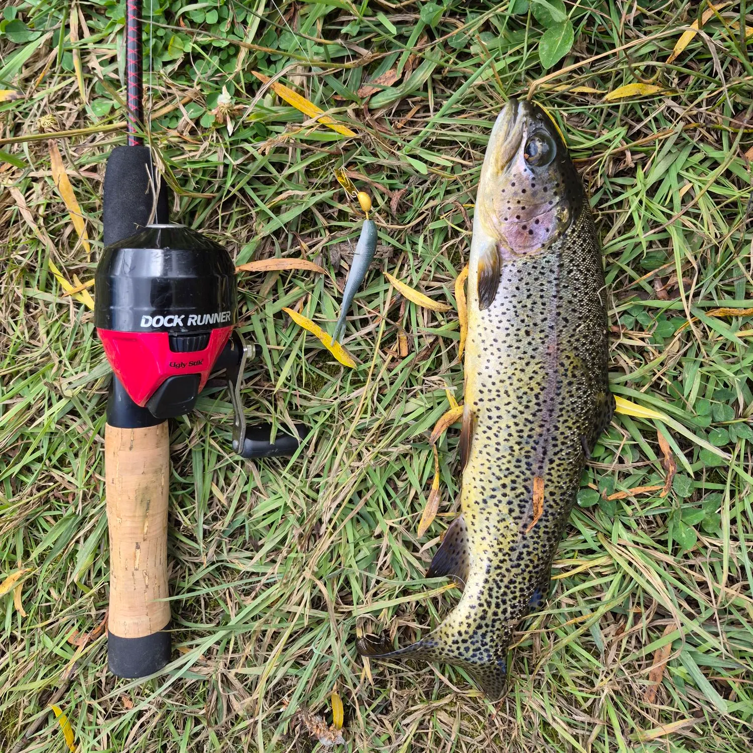 Rainbow trout caught on Fishbrain