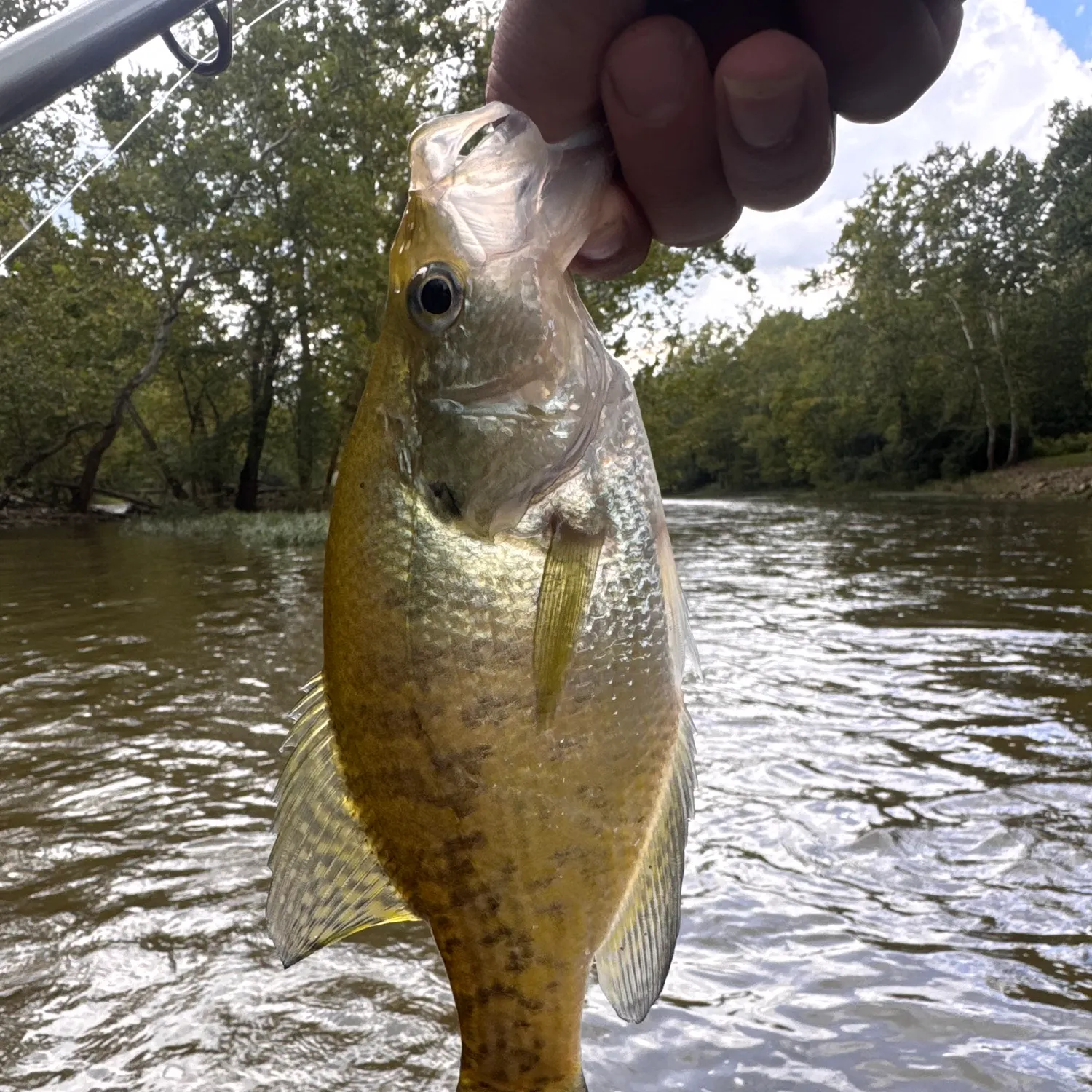 White crappie caught on Fishbrain