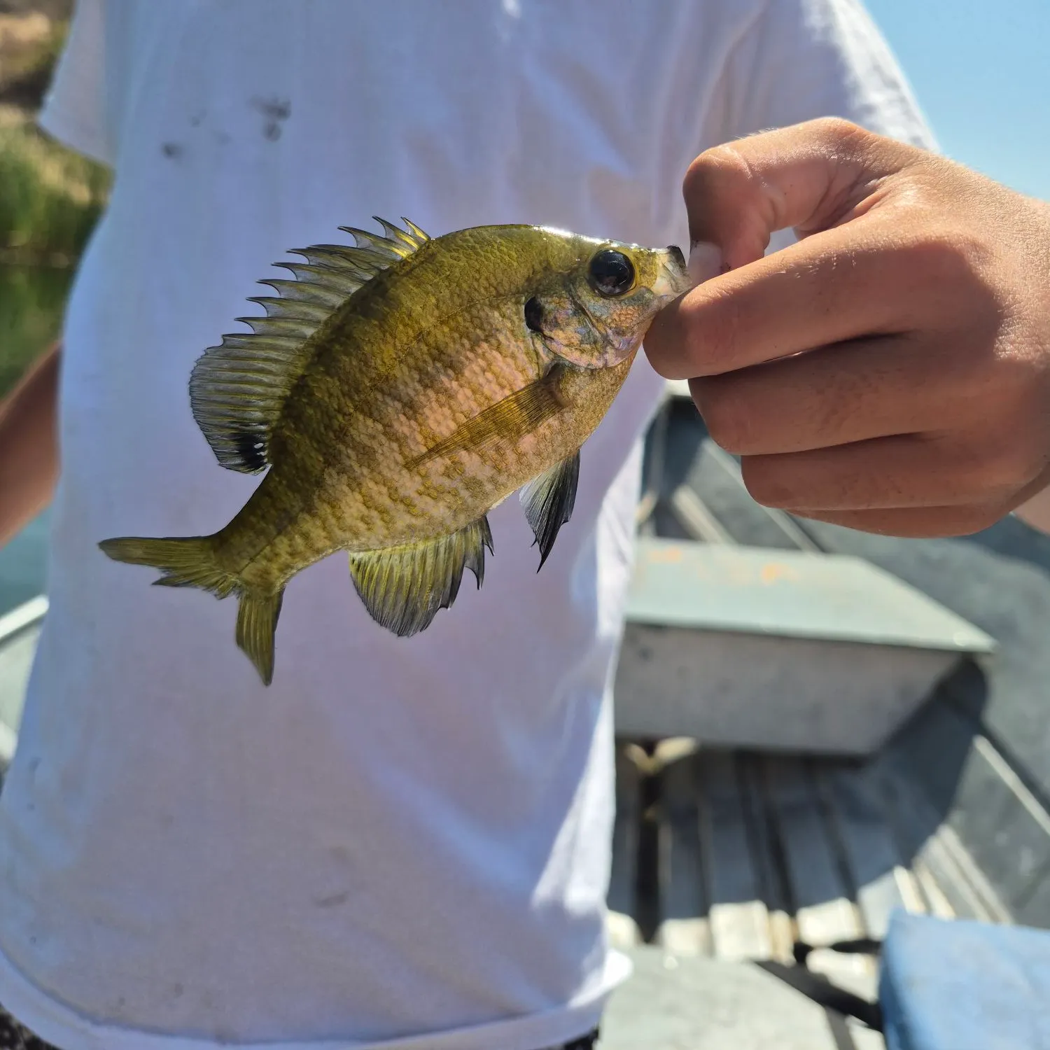 Bluegill caught on Fishbrain