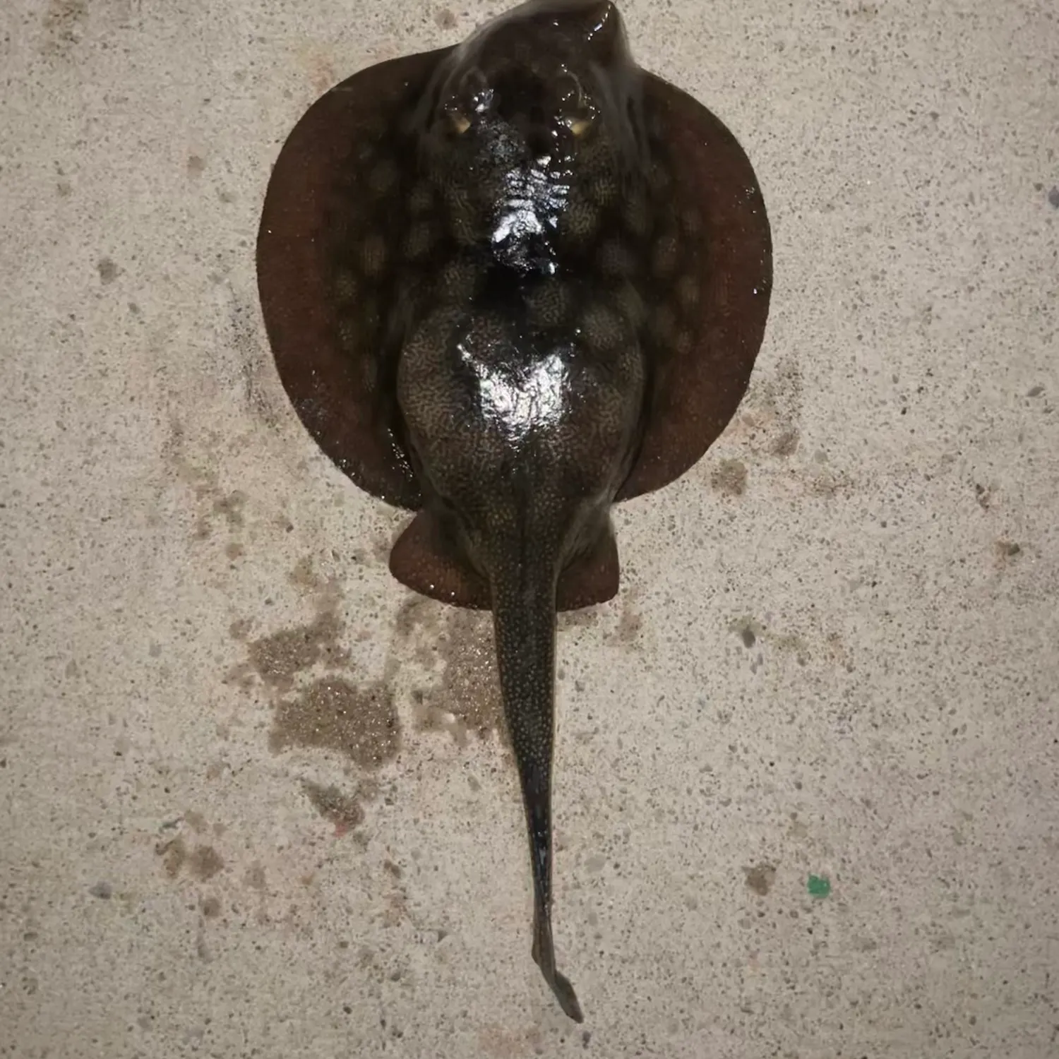 The most recent Haller's round ray catches on Fishbrain