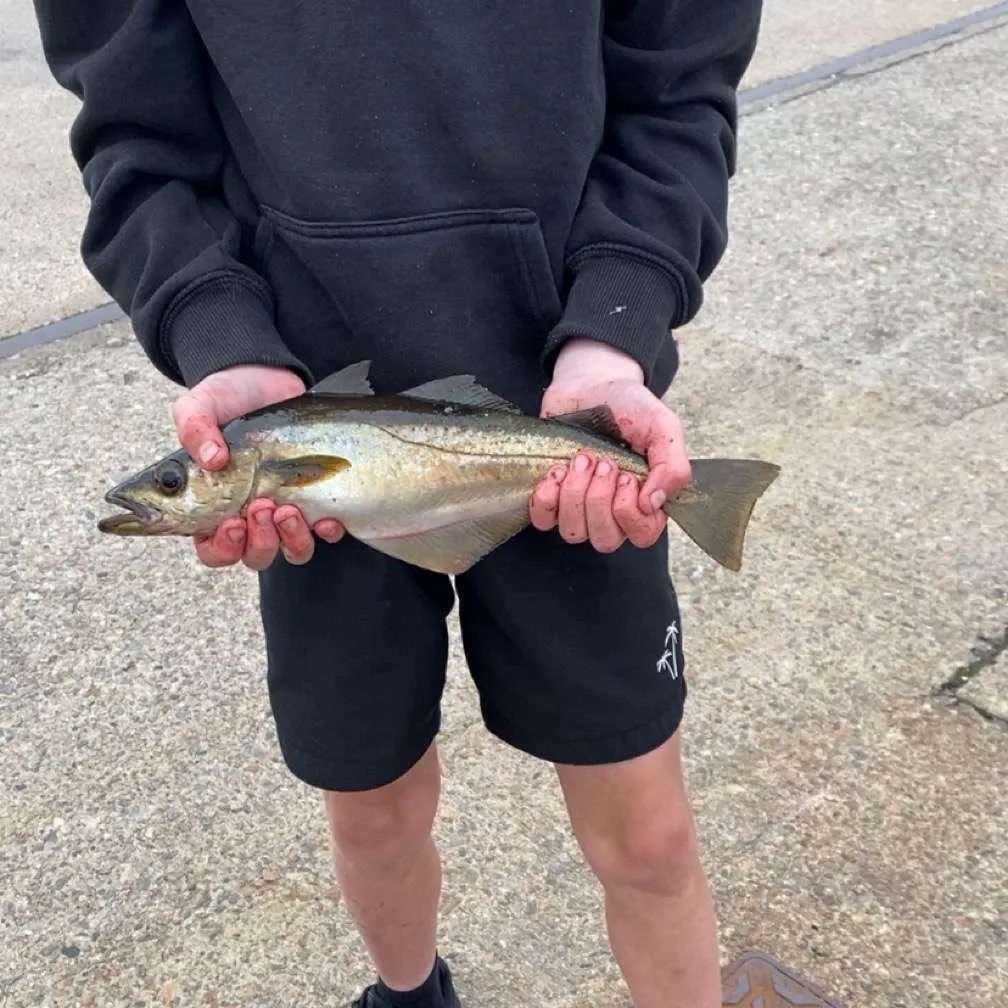 The most recent Pollack catches on Fishbrain