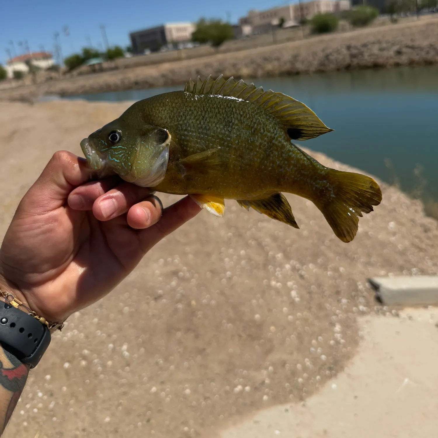 catch