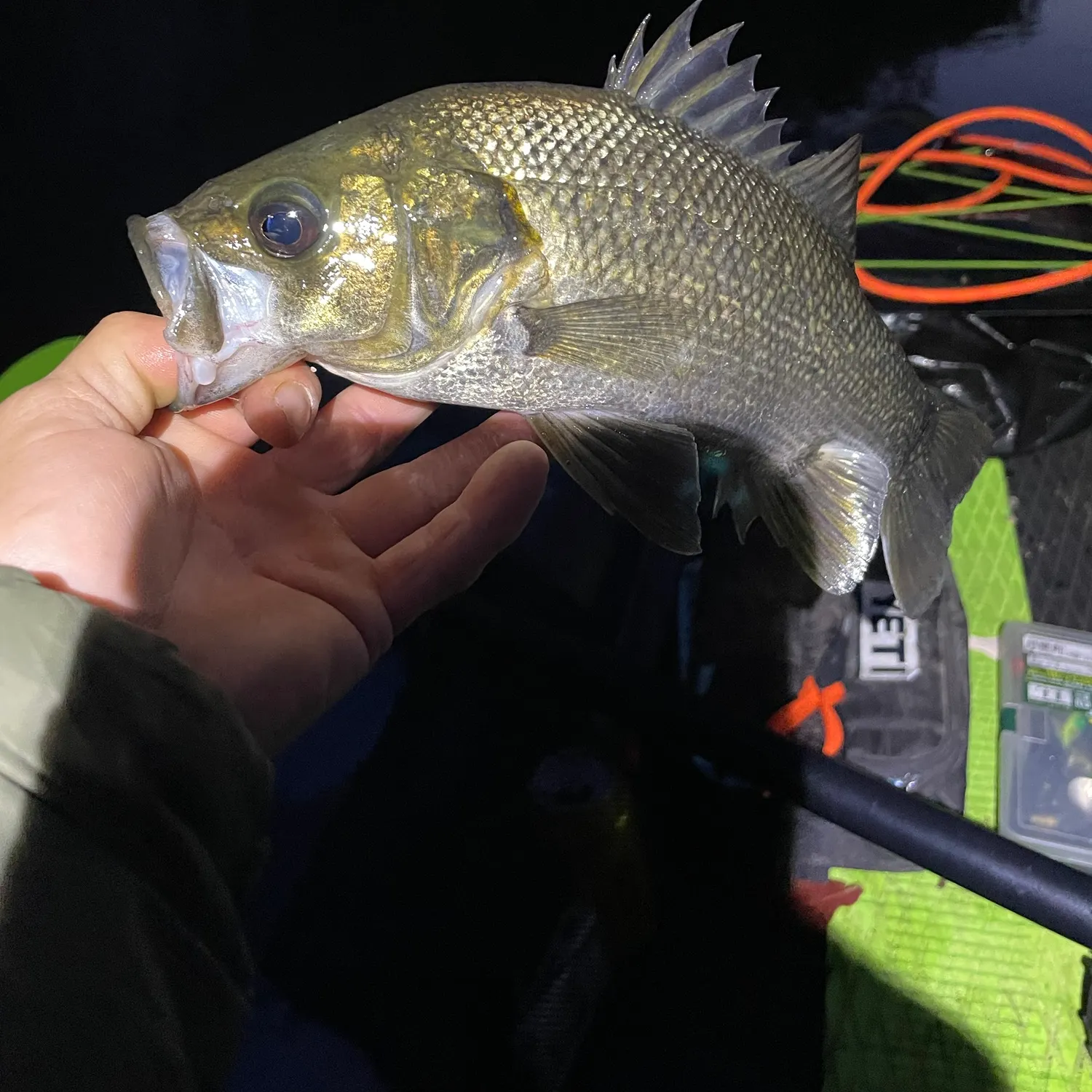 Australian bass caught on Fishbrain