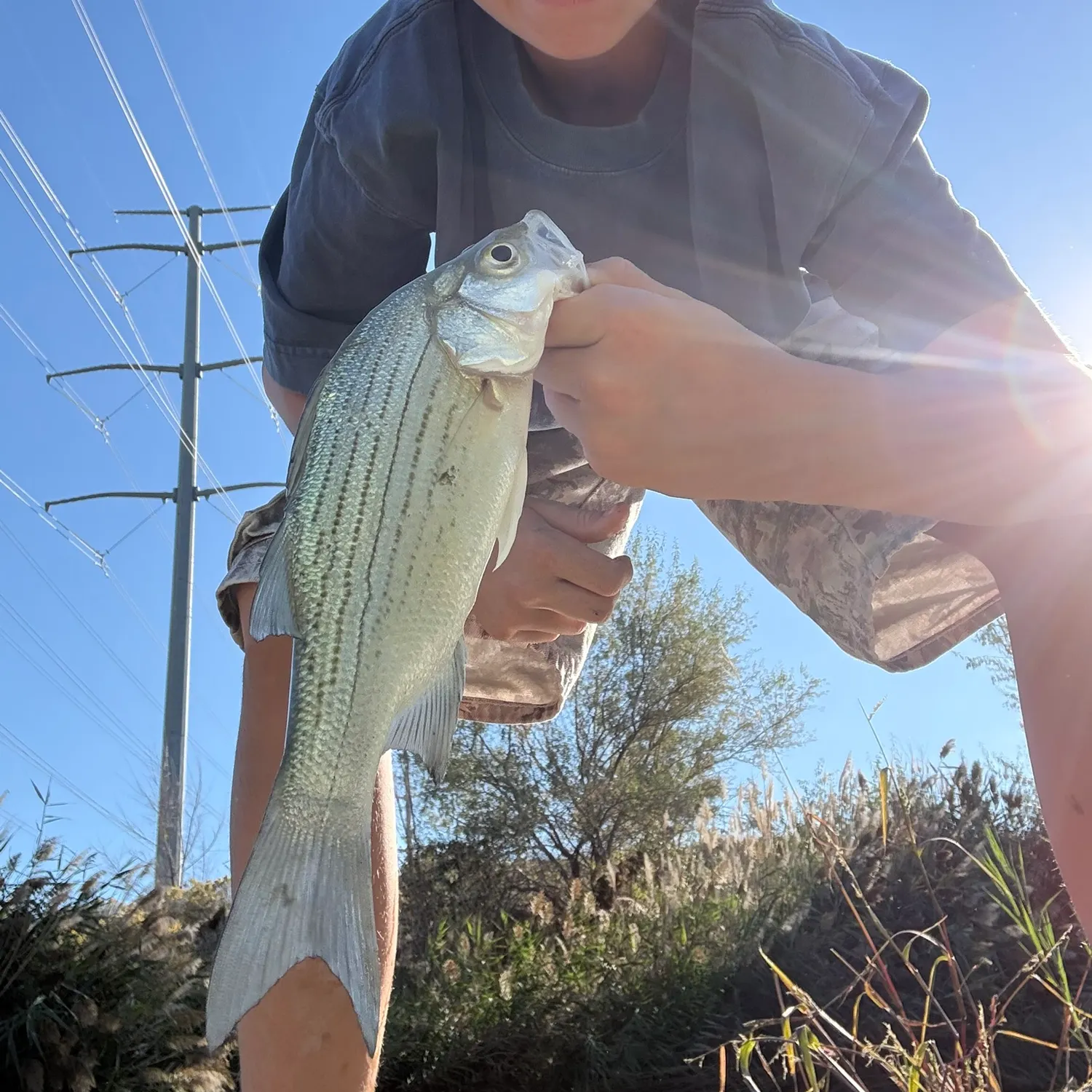 White bass caught on Fishbrain