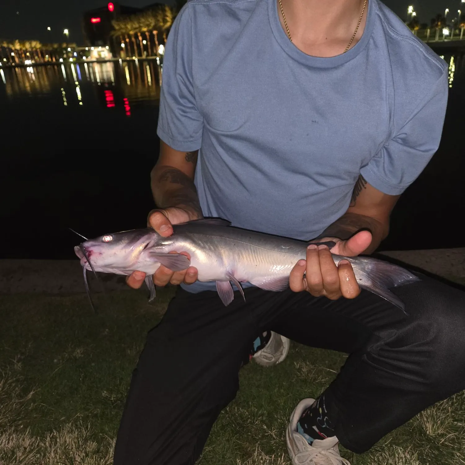 Channel catfish caught on Fishbrain