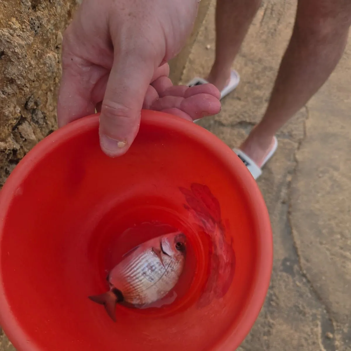 The most recent Saddled seabream catches on Fishbrain