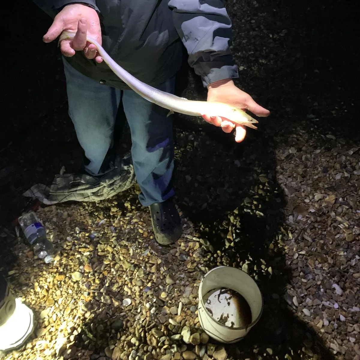 The most recent American eel catches on Fishbrain