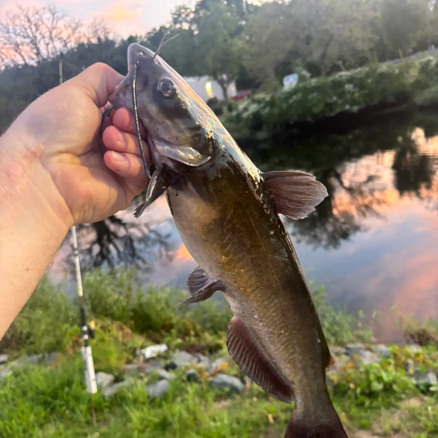 Channel catfish caught on Fishbrain
