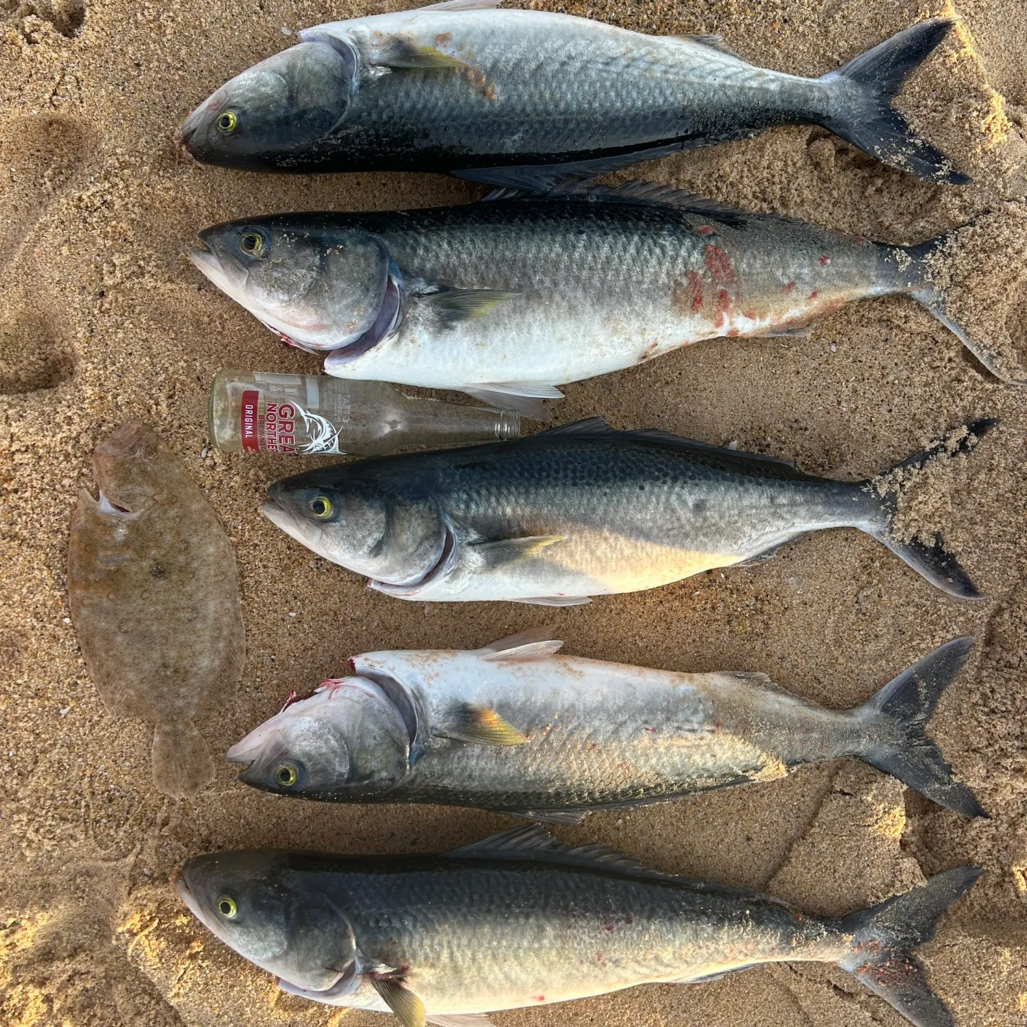 recently logged catches