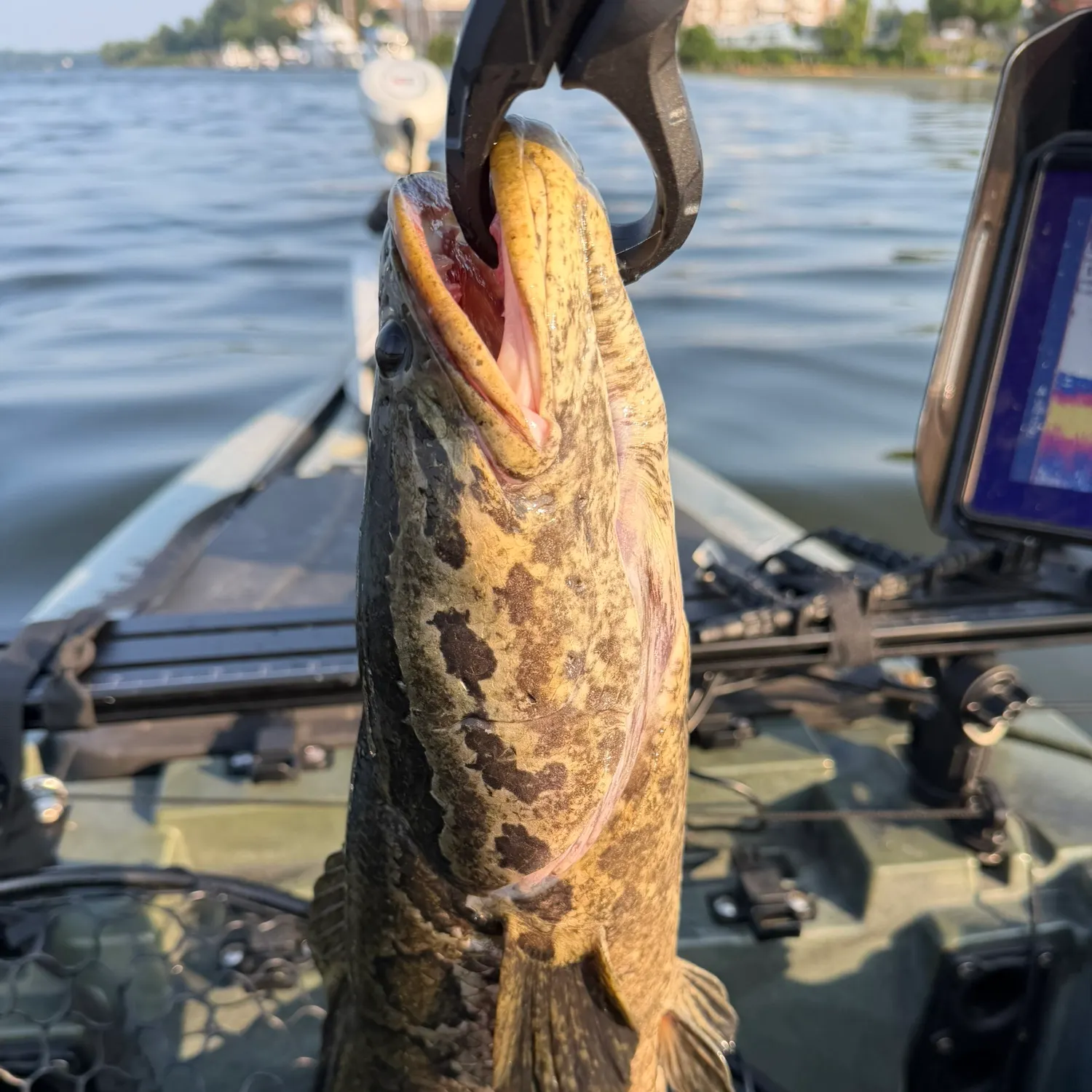 The most recent Northern snakehead catches on Fishbrain