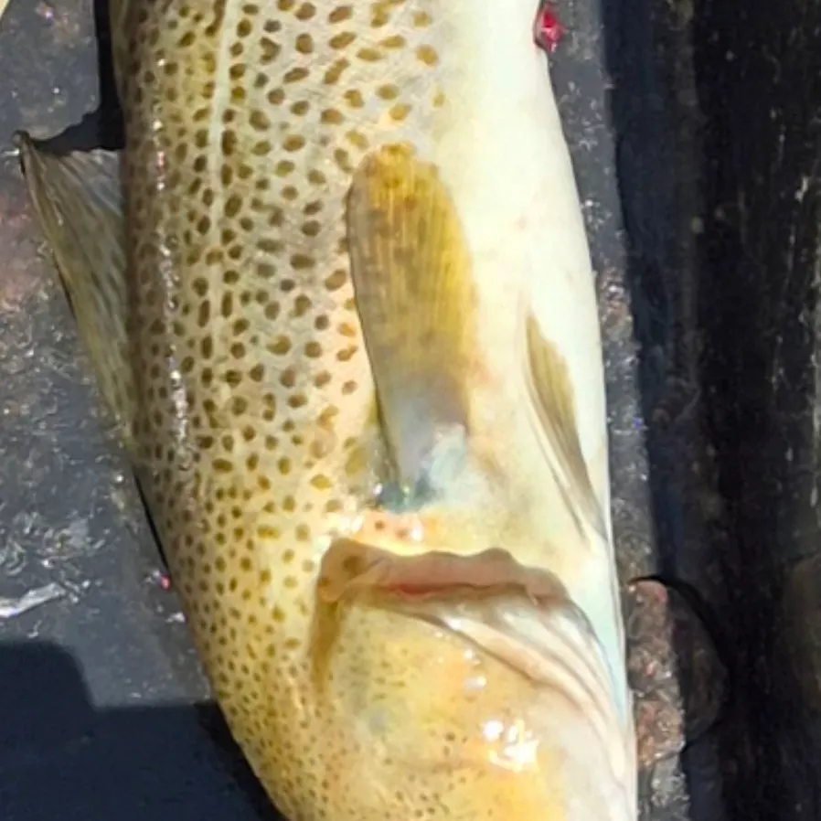Atlantic cod caught on Fishbrain
