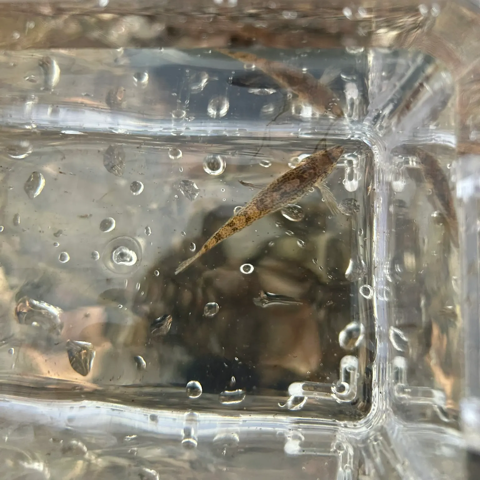 The most recent Northern tessellated darter catches on Fishbrain