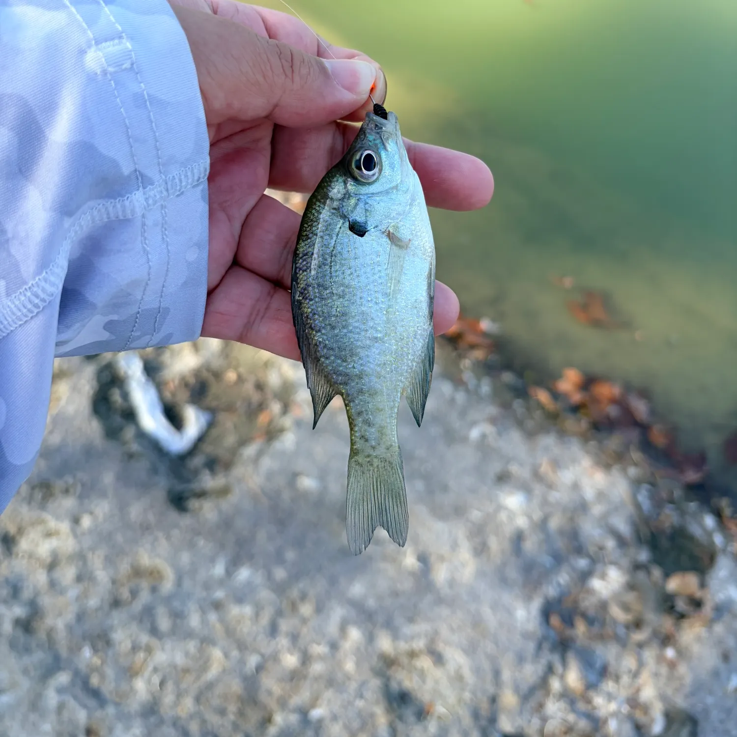 Bluegill caught on Fishbrain