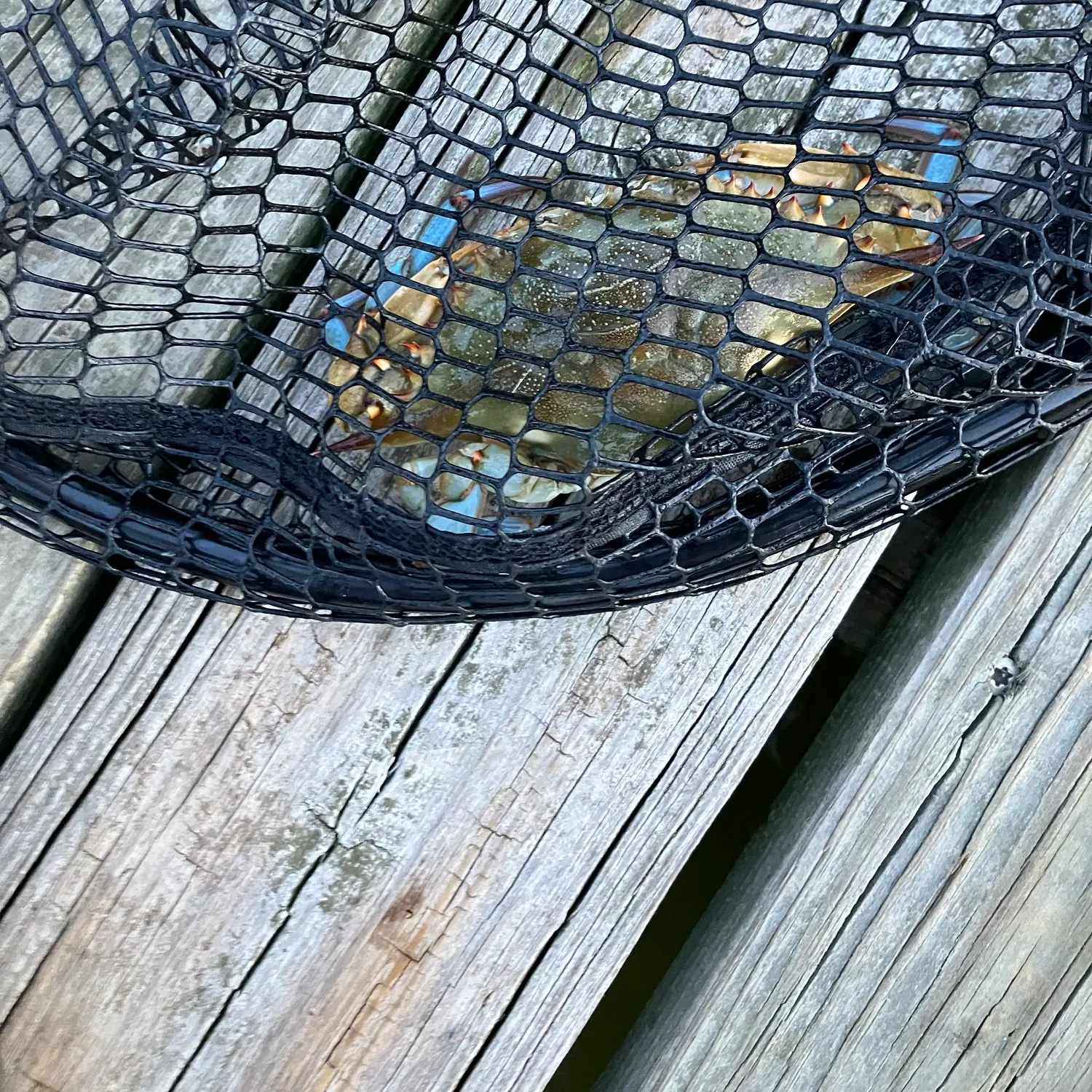 Blue crab caught on Fishbrain