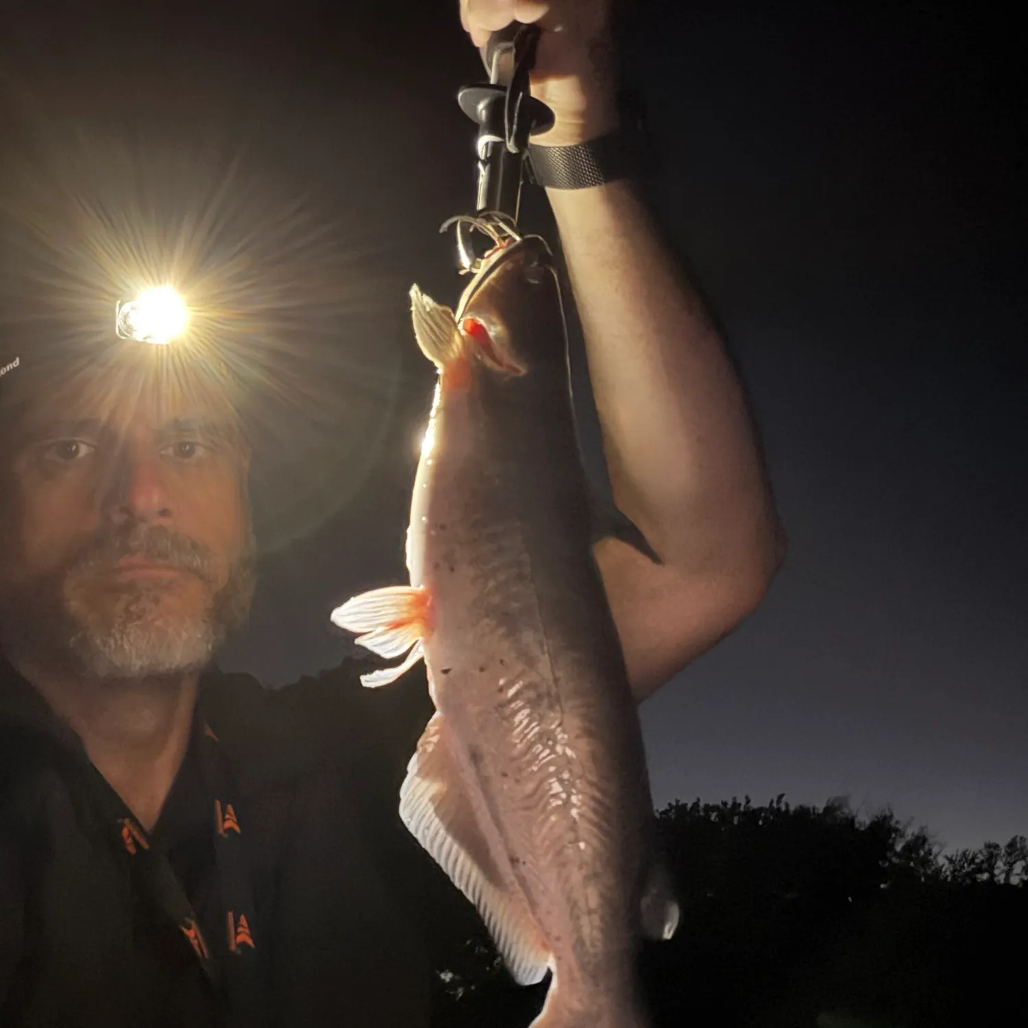Channel catfish caught on Fishbrain