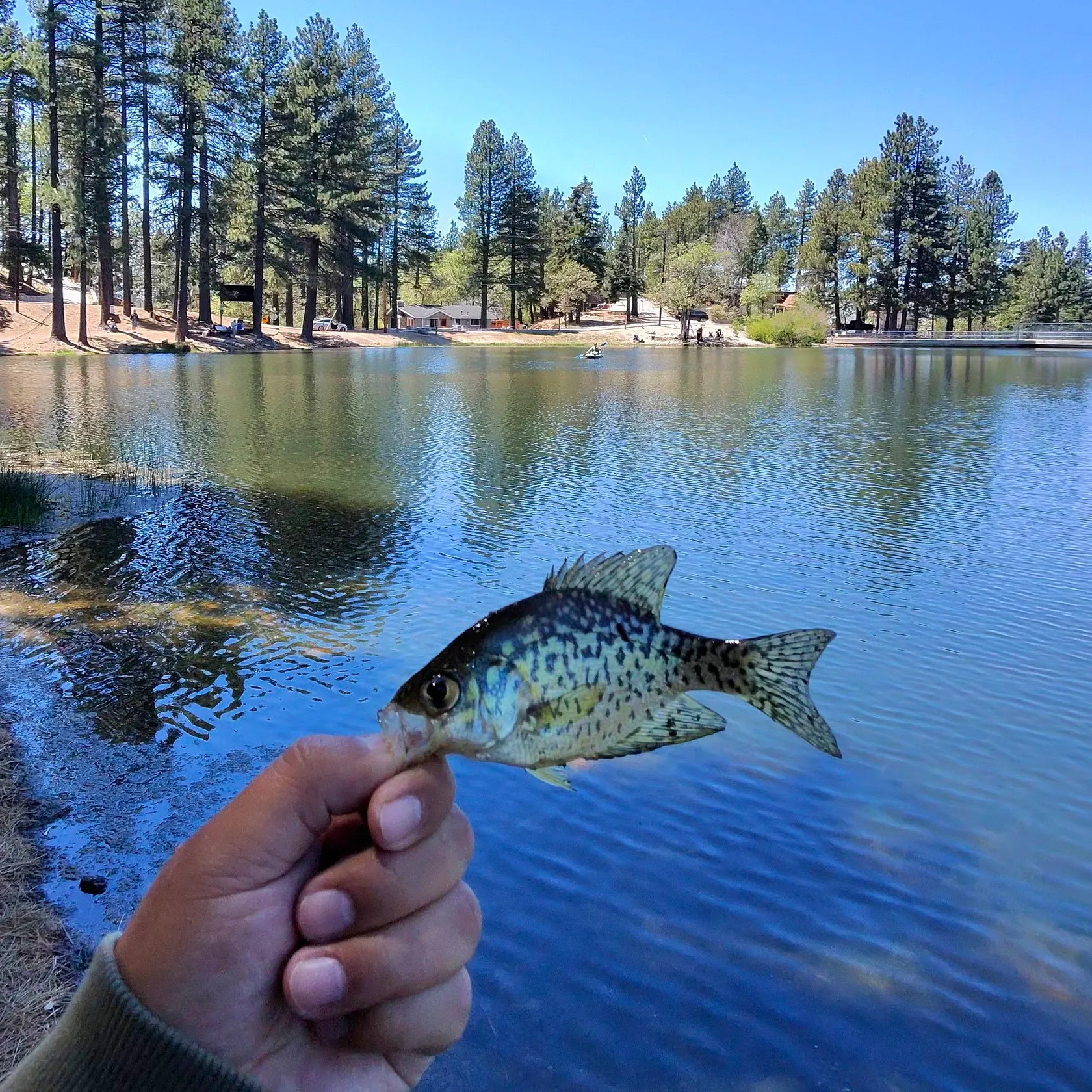 The most recent Black crappie catches on Fishbrain