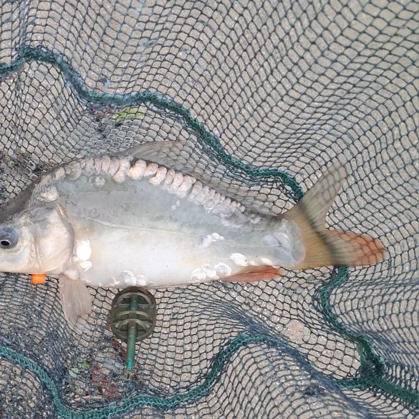 Mirror carp caught on Fishbrain