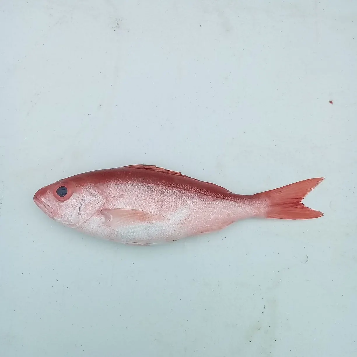 The most recent Vermilion snapper catches on Fishbrain