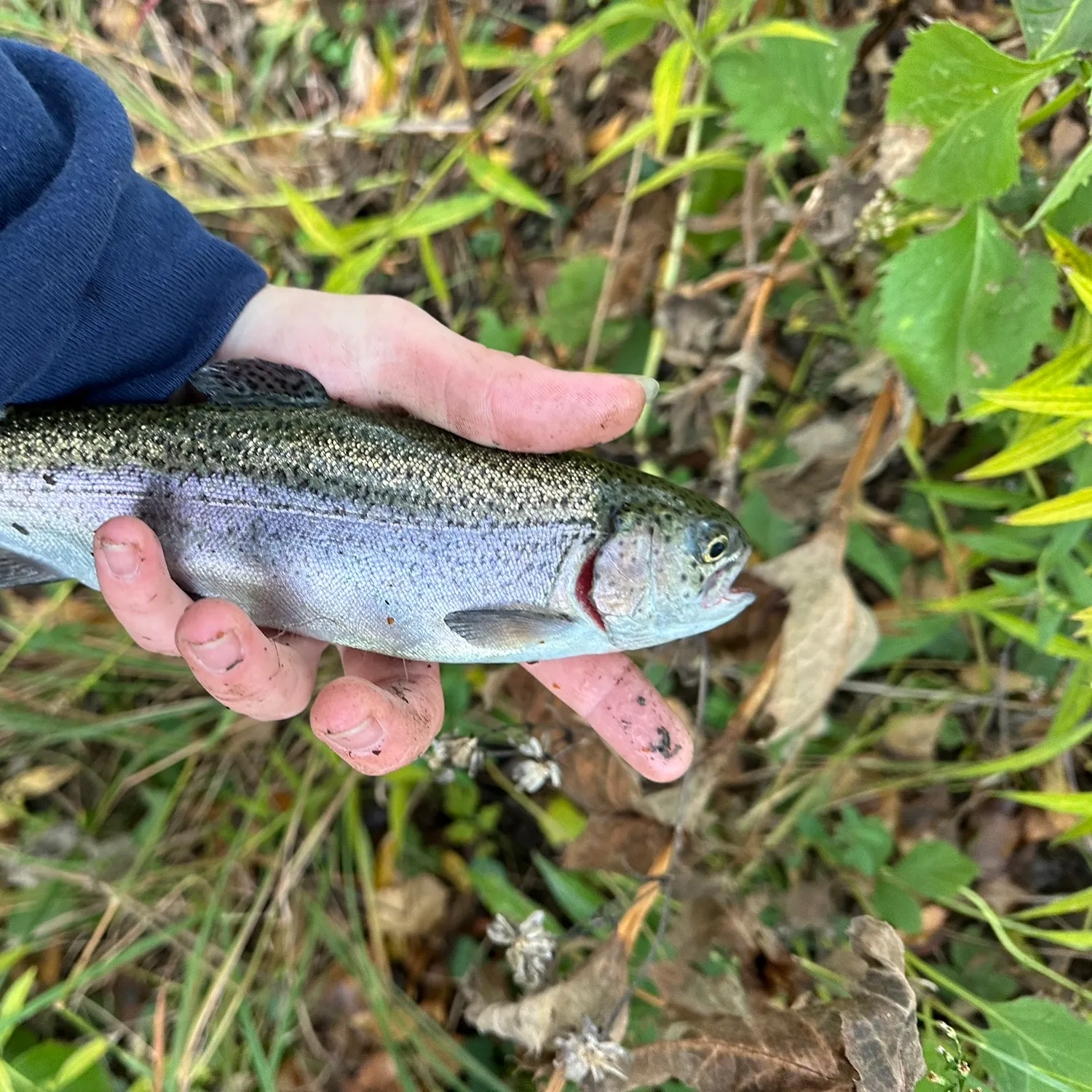 Rainbow trout caught on Fishbrain
