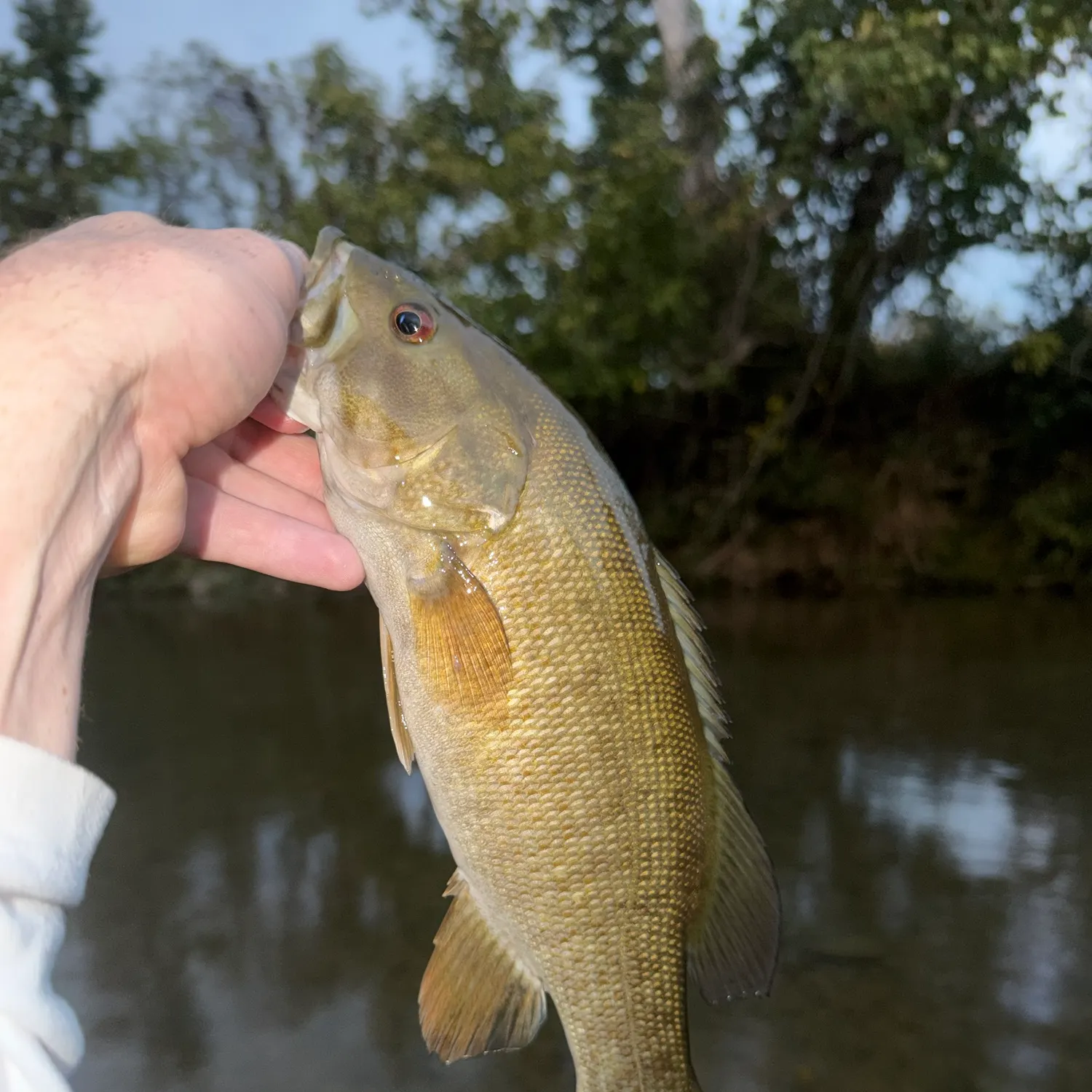 Smallmouth bass caught on Fishbrain