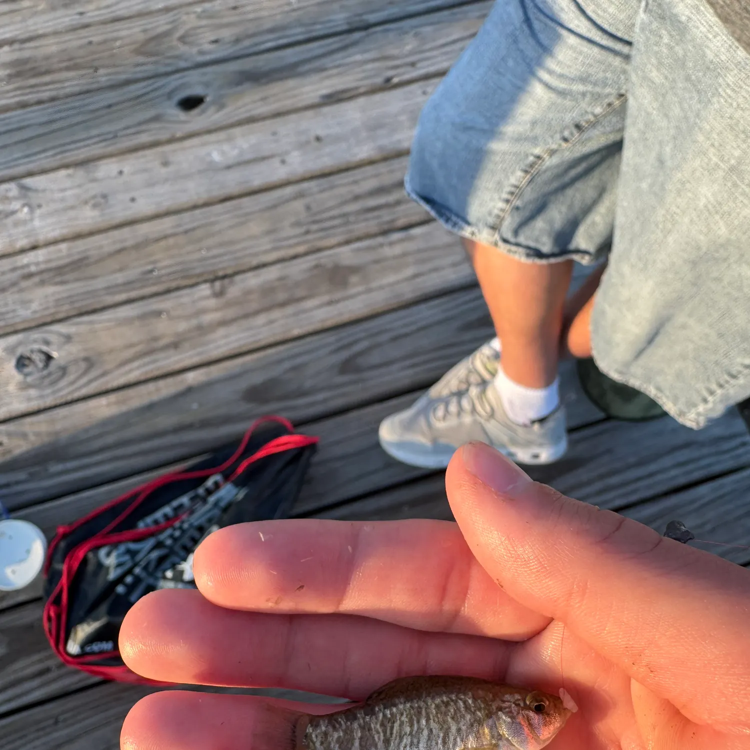 The most recent Sheepshead minnow catches on Fishbrain
