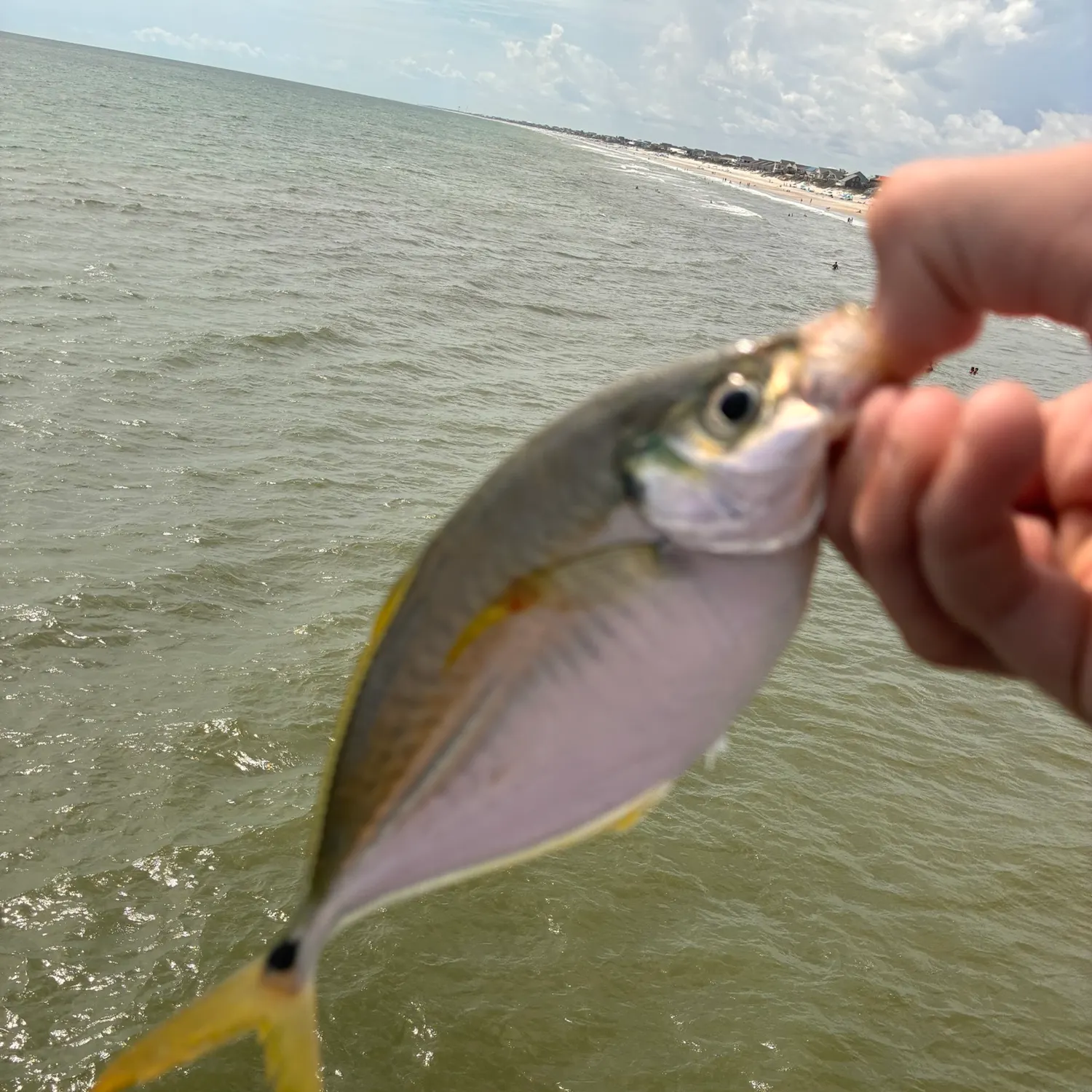 The most recent Atlantic bumper catches on Fishbrain