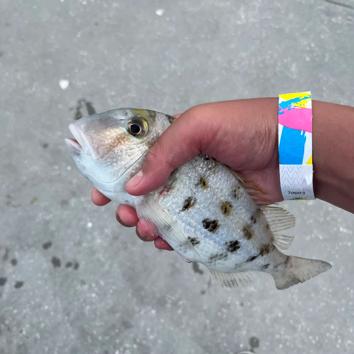 The most recent Grass porgy catches on Fishbrain