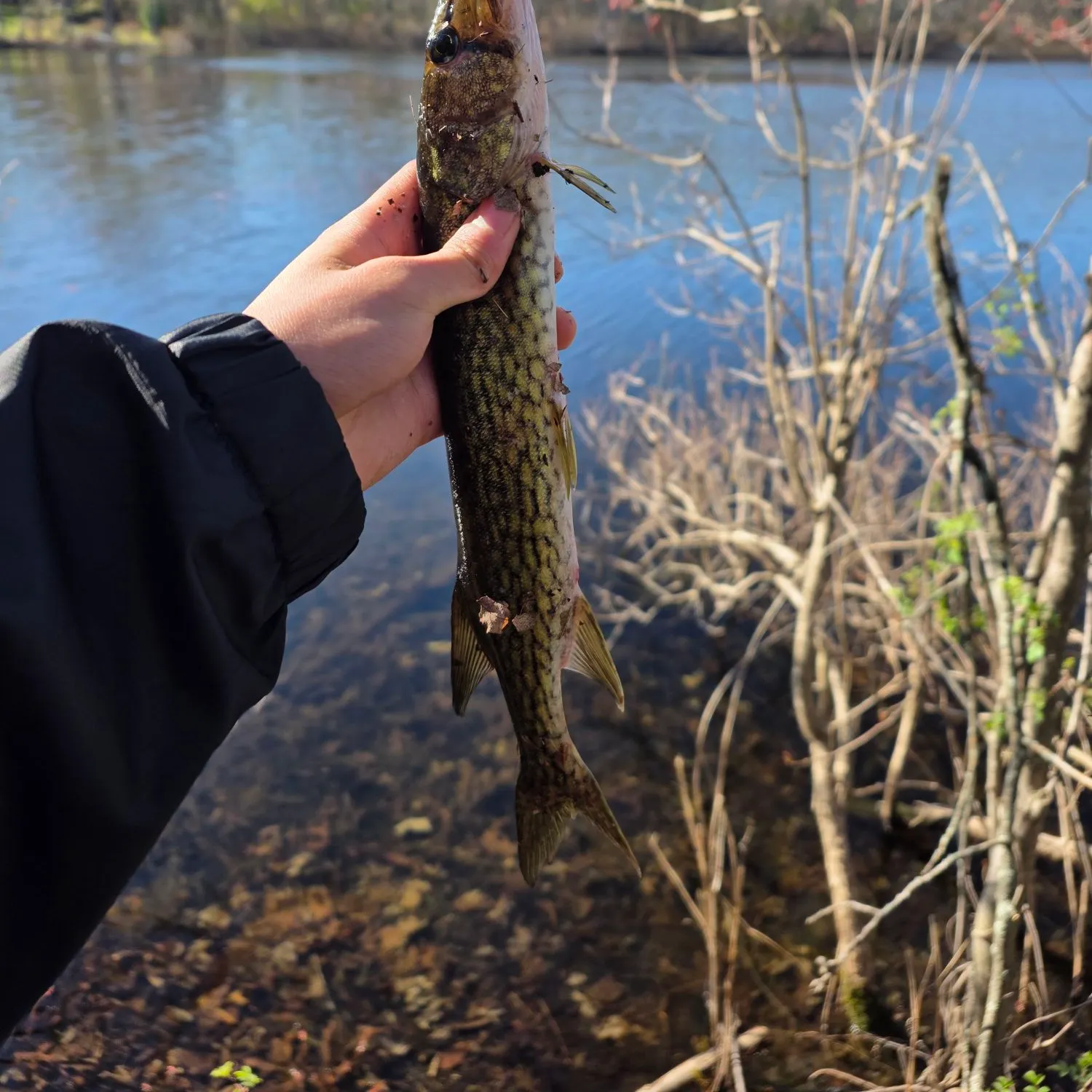 The most recent Chain pickerel catches on Fishbrain