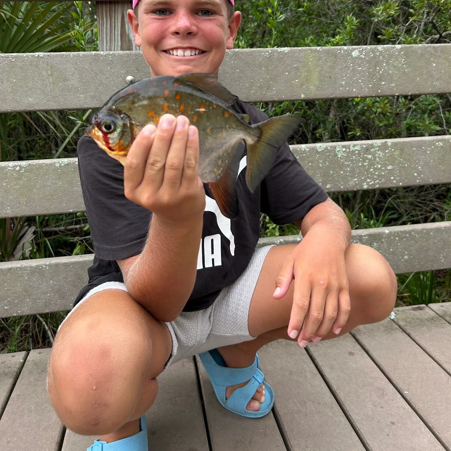 The most recent Small-scaled pacu catches on Fishbrain