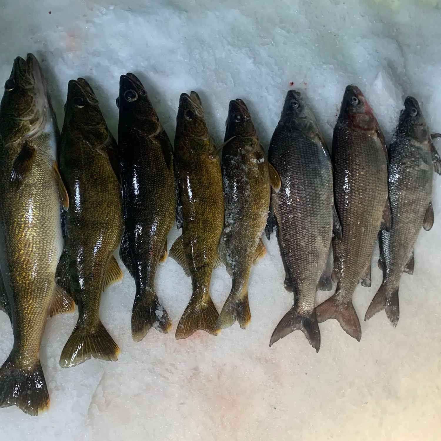 recently logged catches