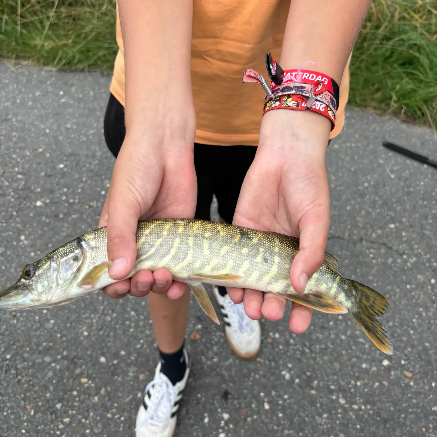 Northern pike caught on Fishbrain