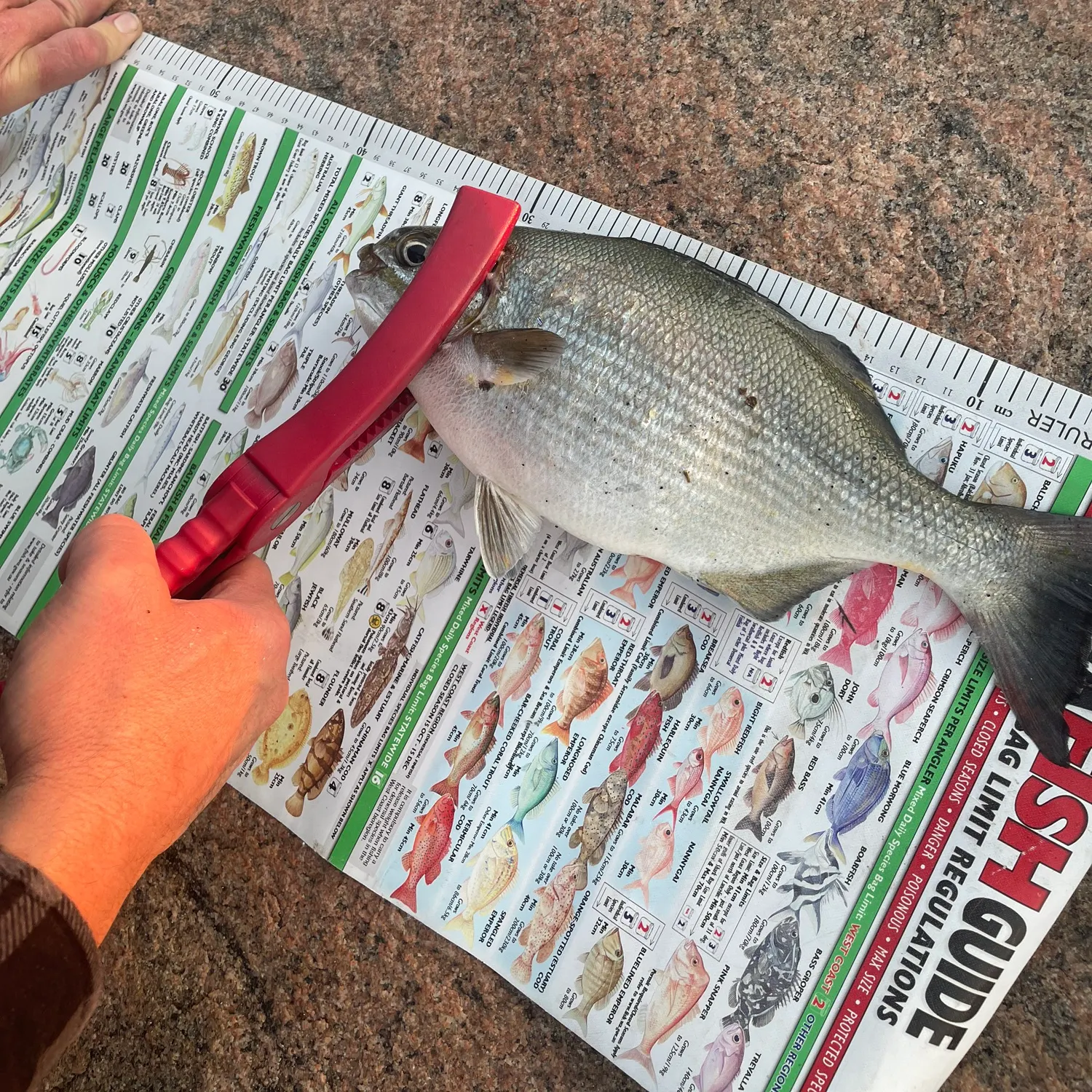 The most recent Silver drummer catches on Fishbrain