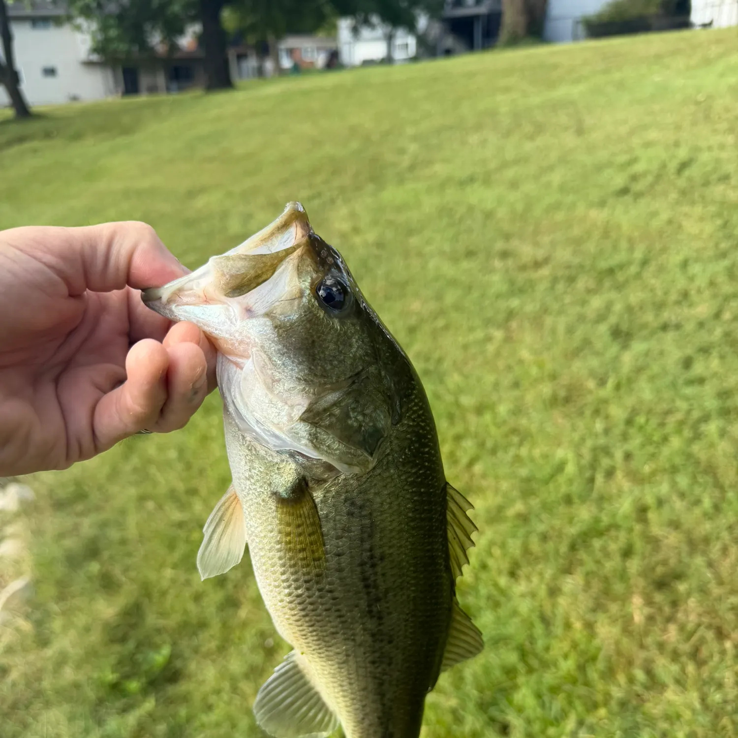 Fish caught on Fishbrain