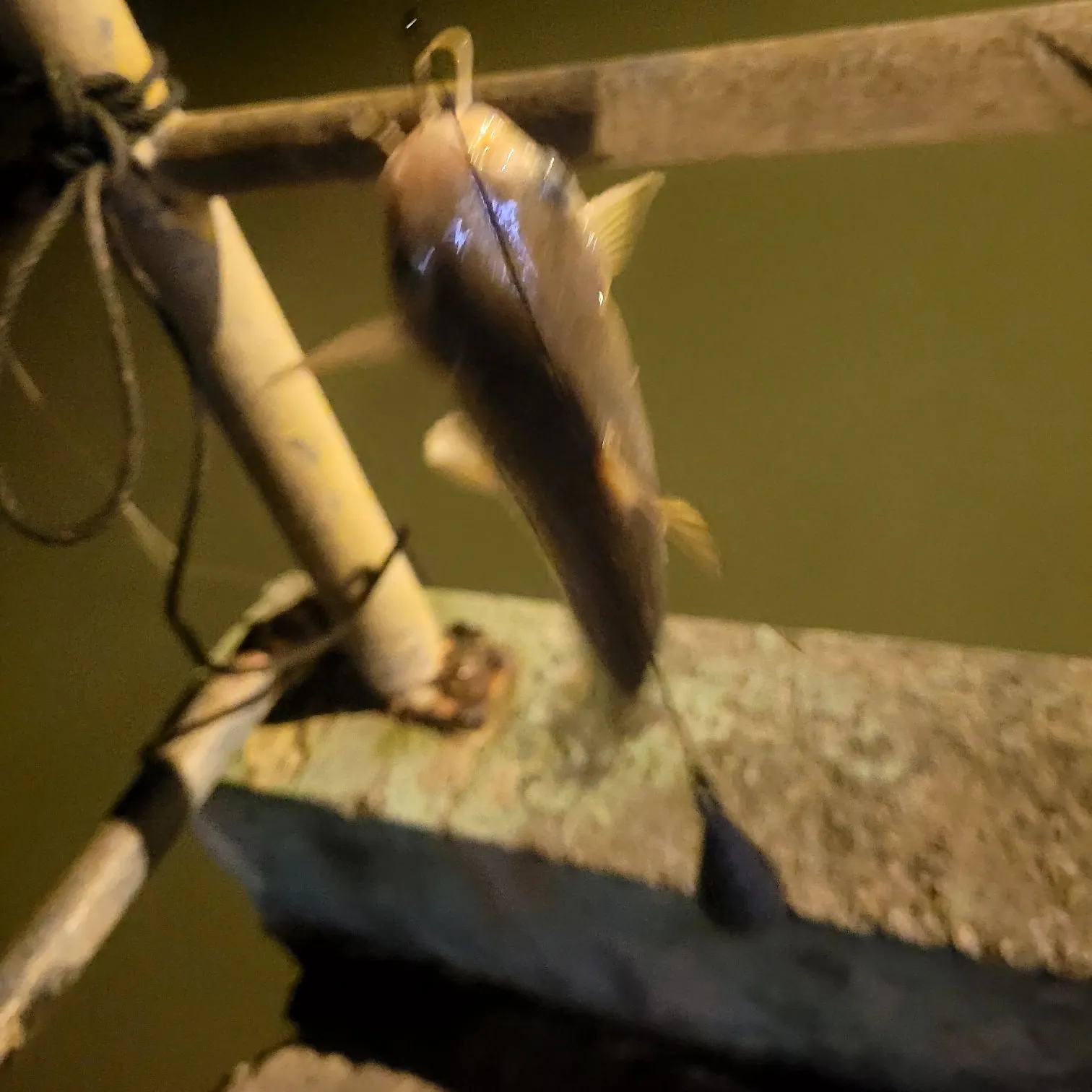 The most recent Giant sea catfish catches on Fishbrain