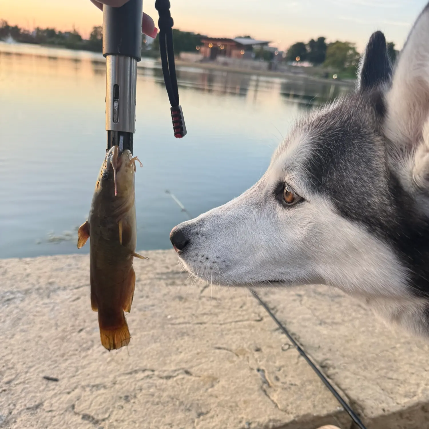 Brown bullhead caught on Fishbrain