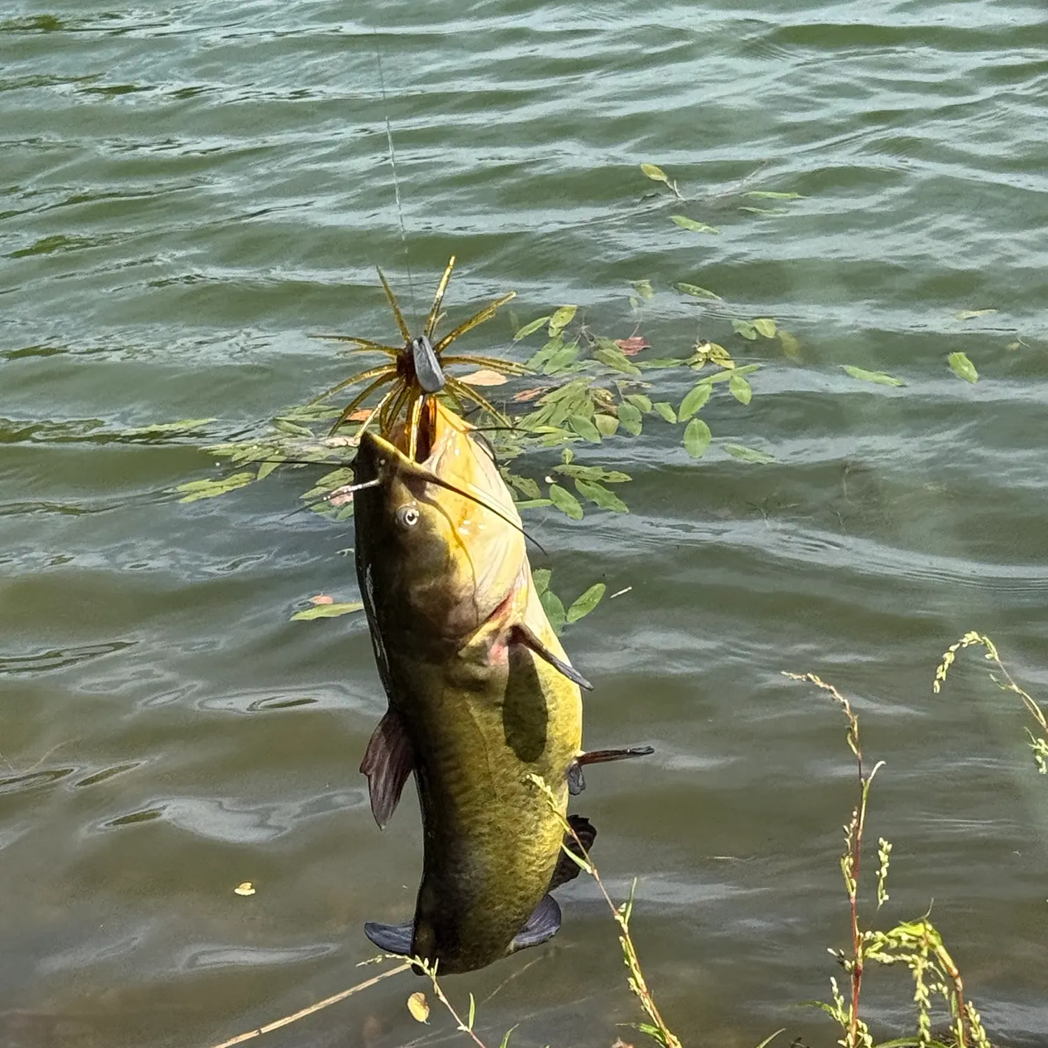 Yellow bullhead caught on Fishbrain