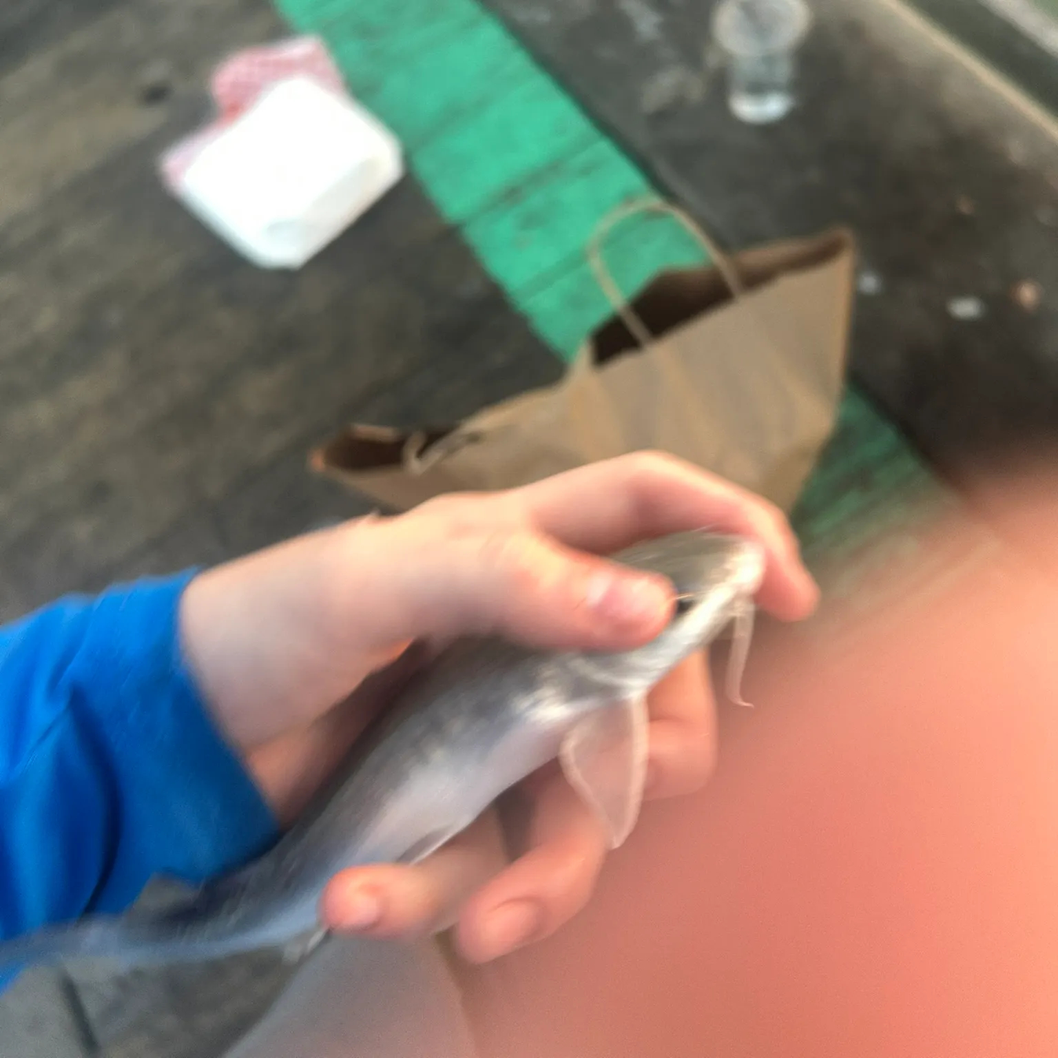 The most recent Hardhead sea catfish catches on Fishbrain