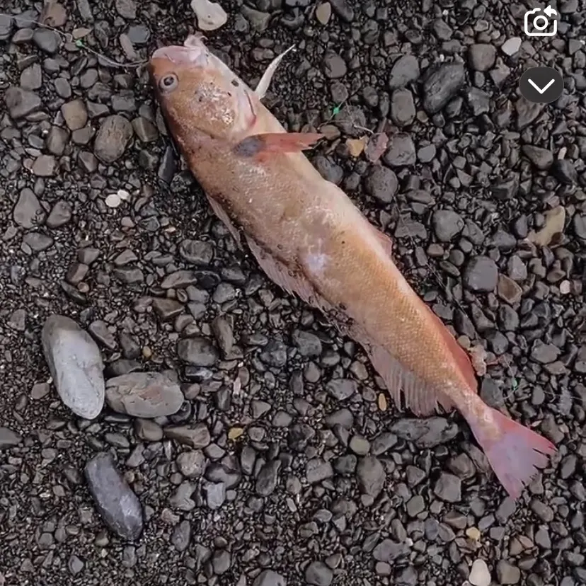 The most recent Red codling catches on Fishbrain