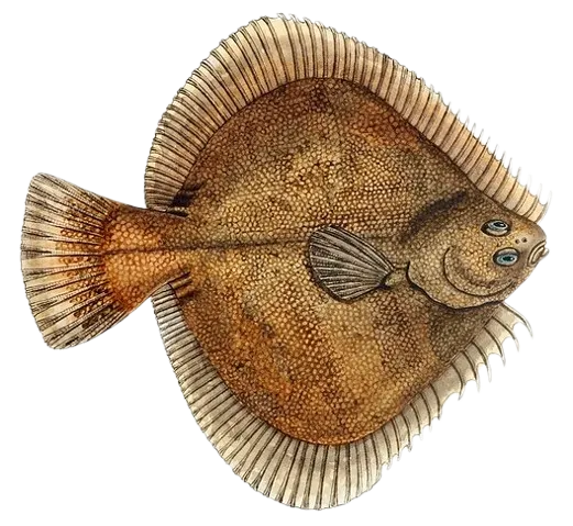 New Zealand sand flounder