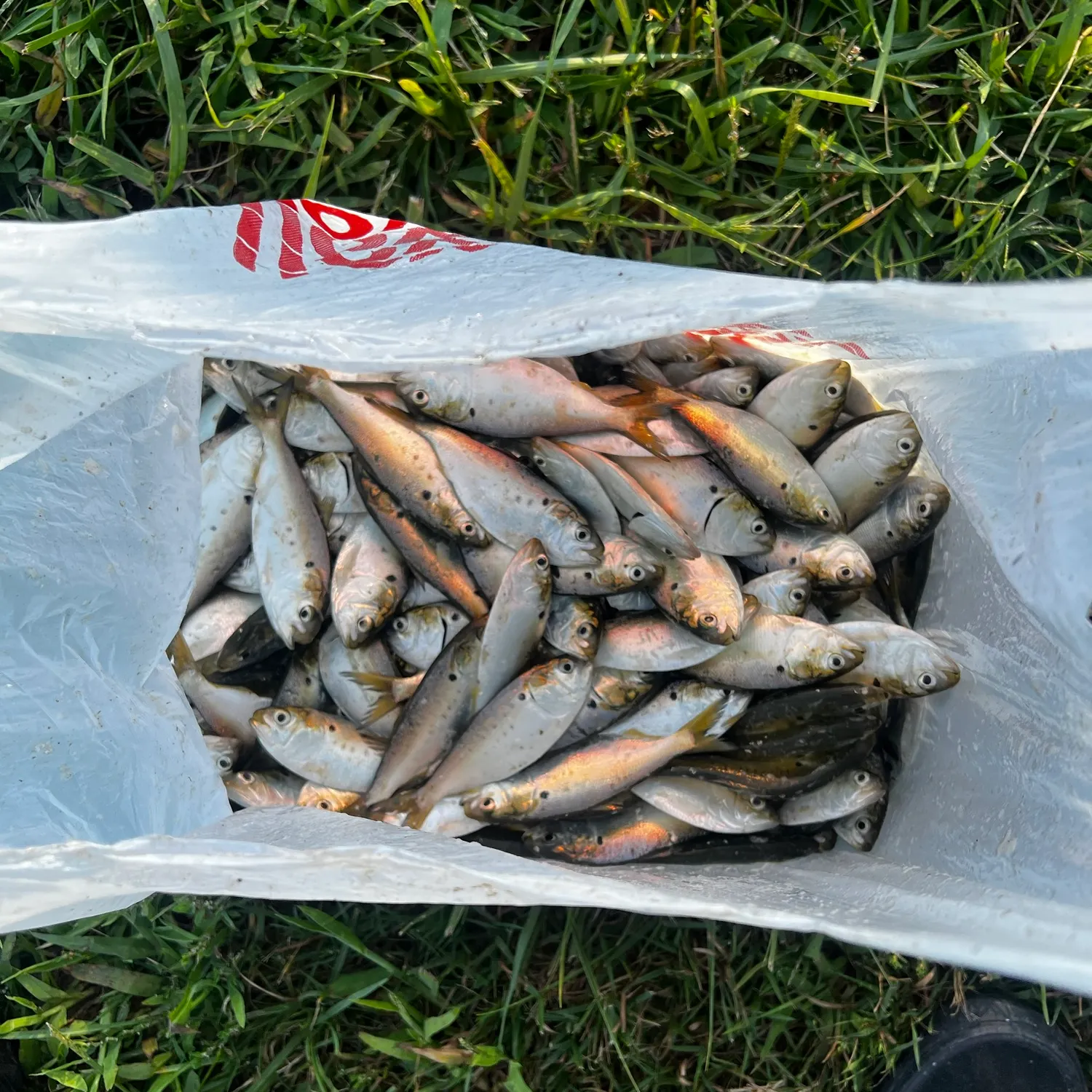 The most recent Atlantic menhaden catches on Fishbrain