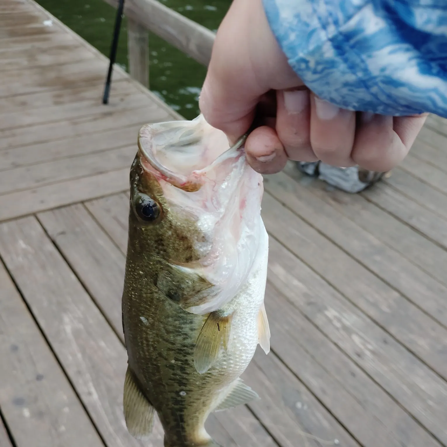 Largemouth bass caught on Fishbrain