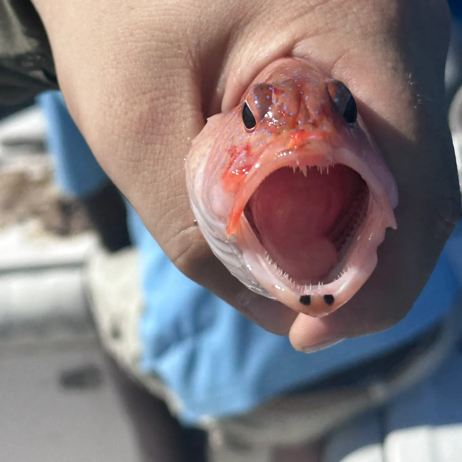 The most recent Speckled hind catches on Fishbrain