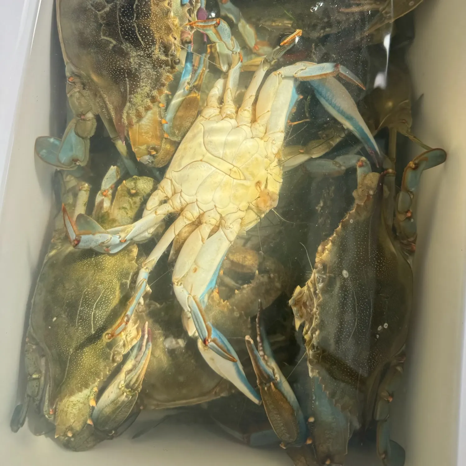 The most recent Blue crab catches on Fishbrain