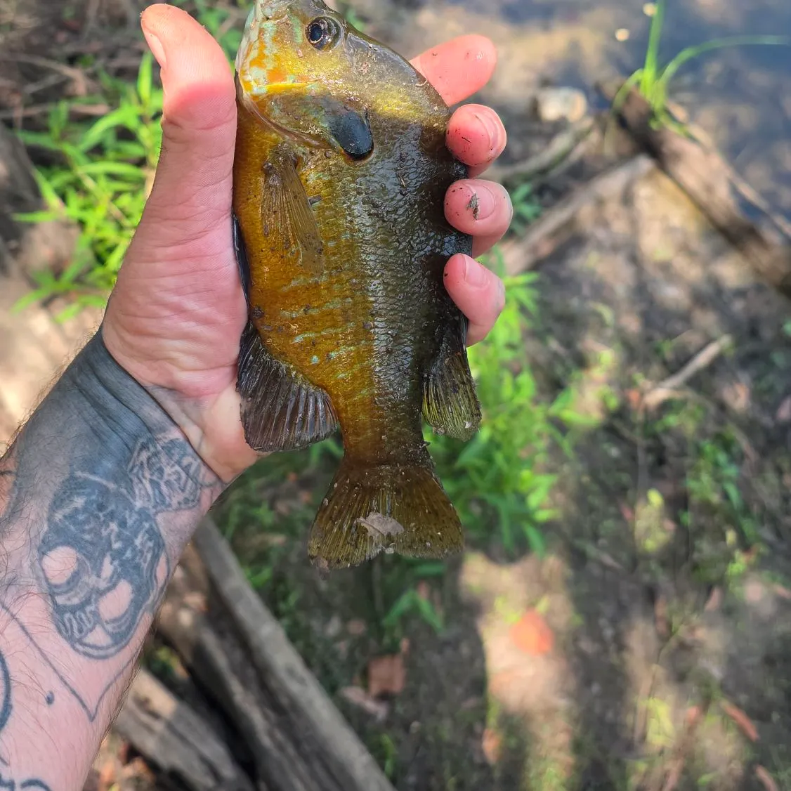 Redbreast sunfish caught on Fishbrain