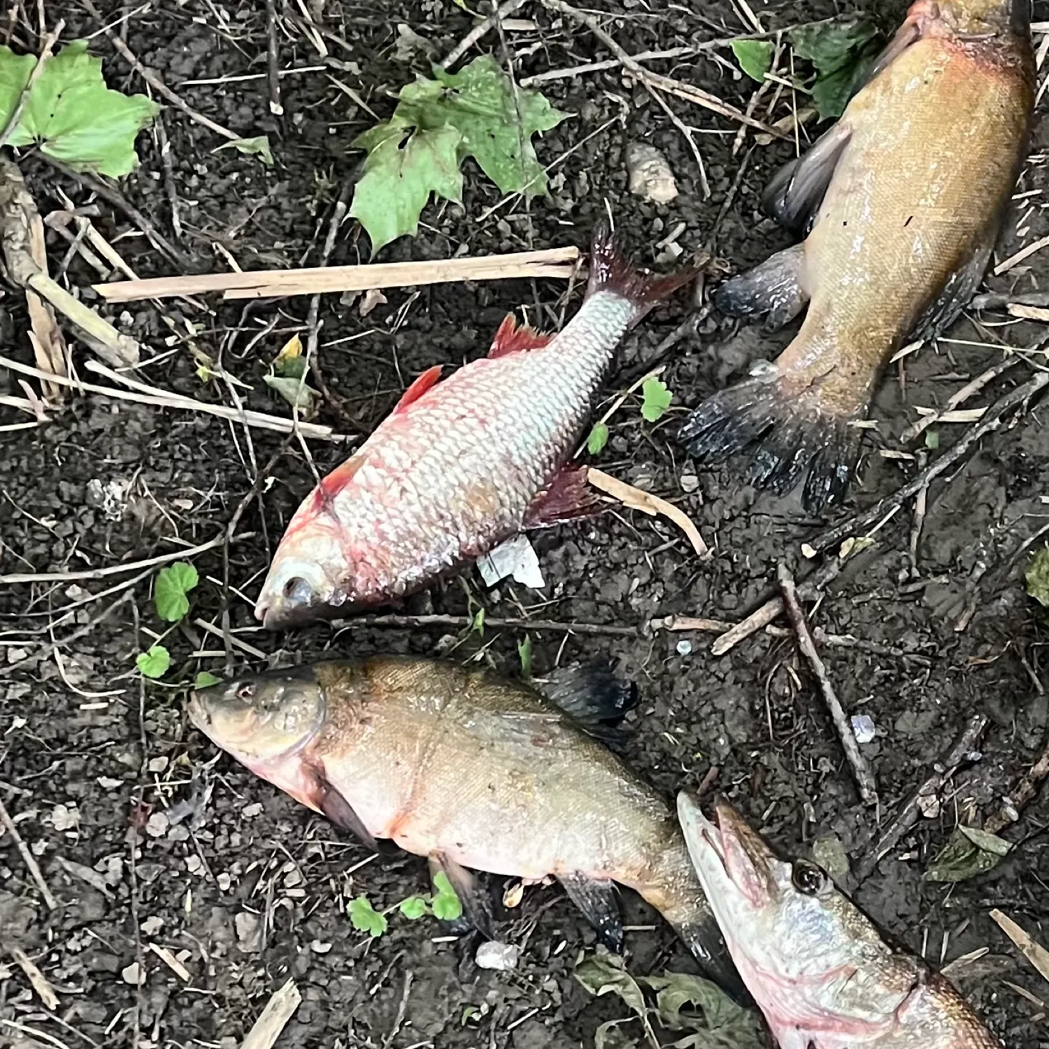 The most recent European grayling catches on Fishbrain