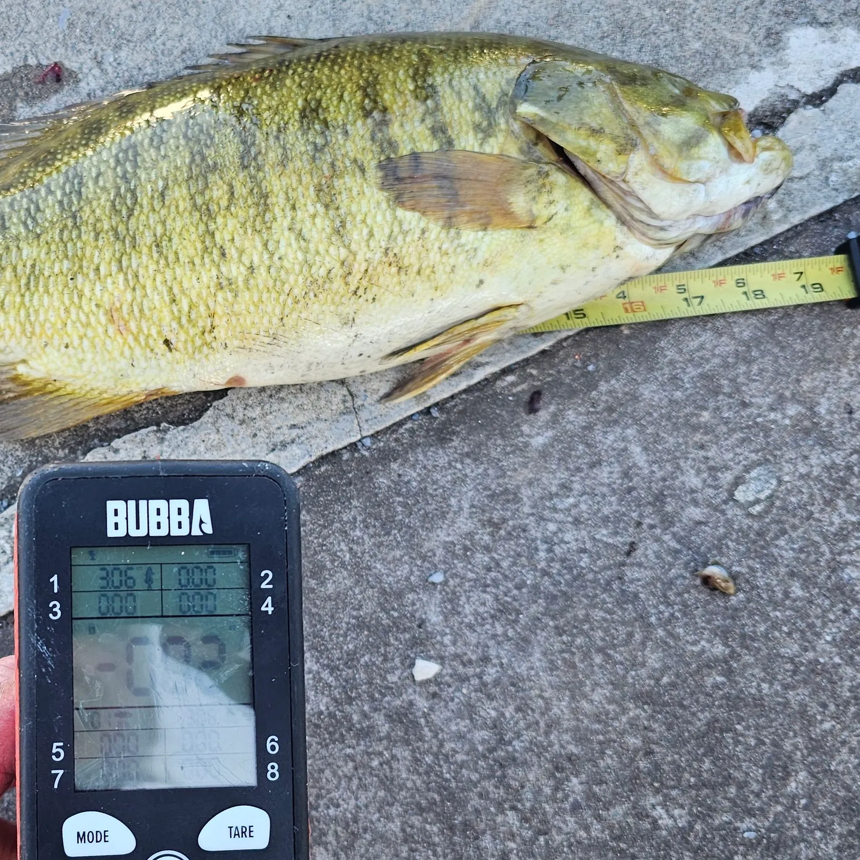 Smallmouth bass caught on Fishbrain