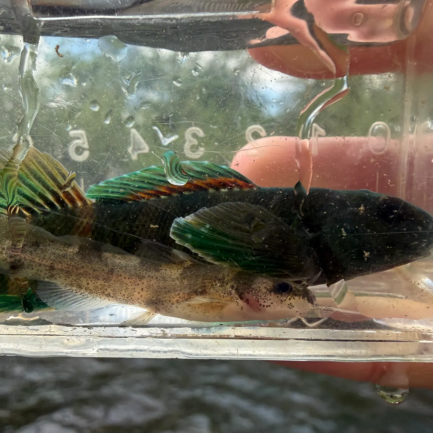 The most recent Brindled madtom catches on Fishbrain