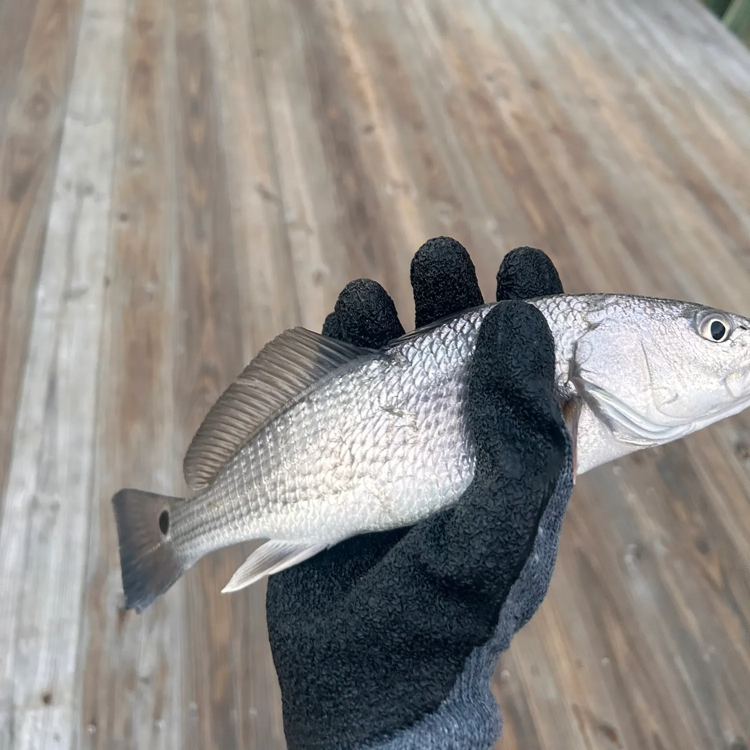 Red drum caught on Fishbrain