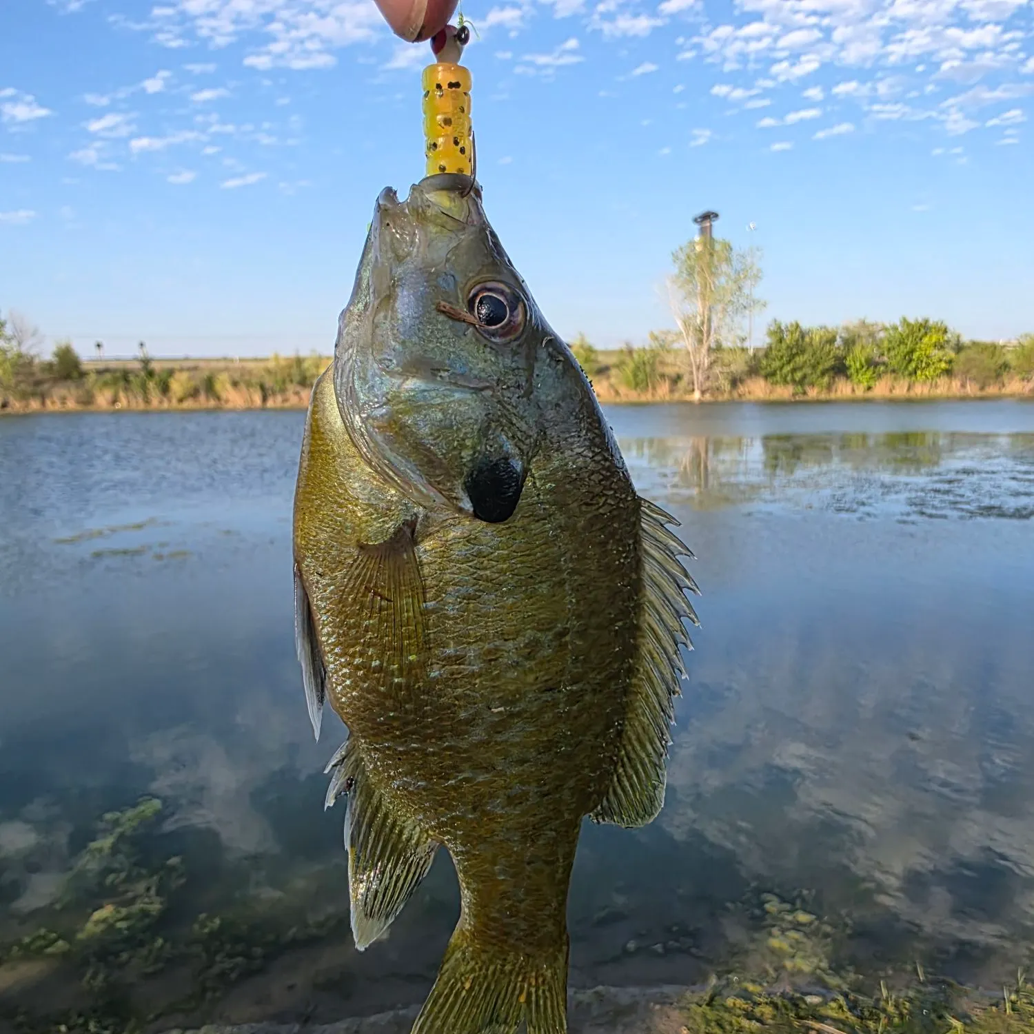 Bluegill caught on Fishbrain