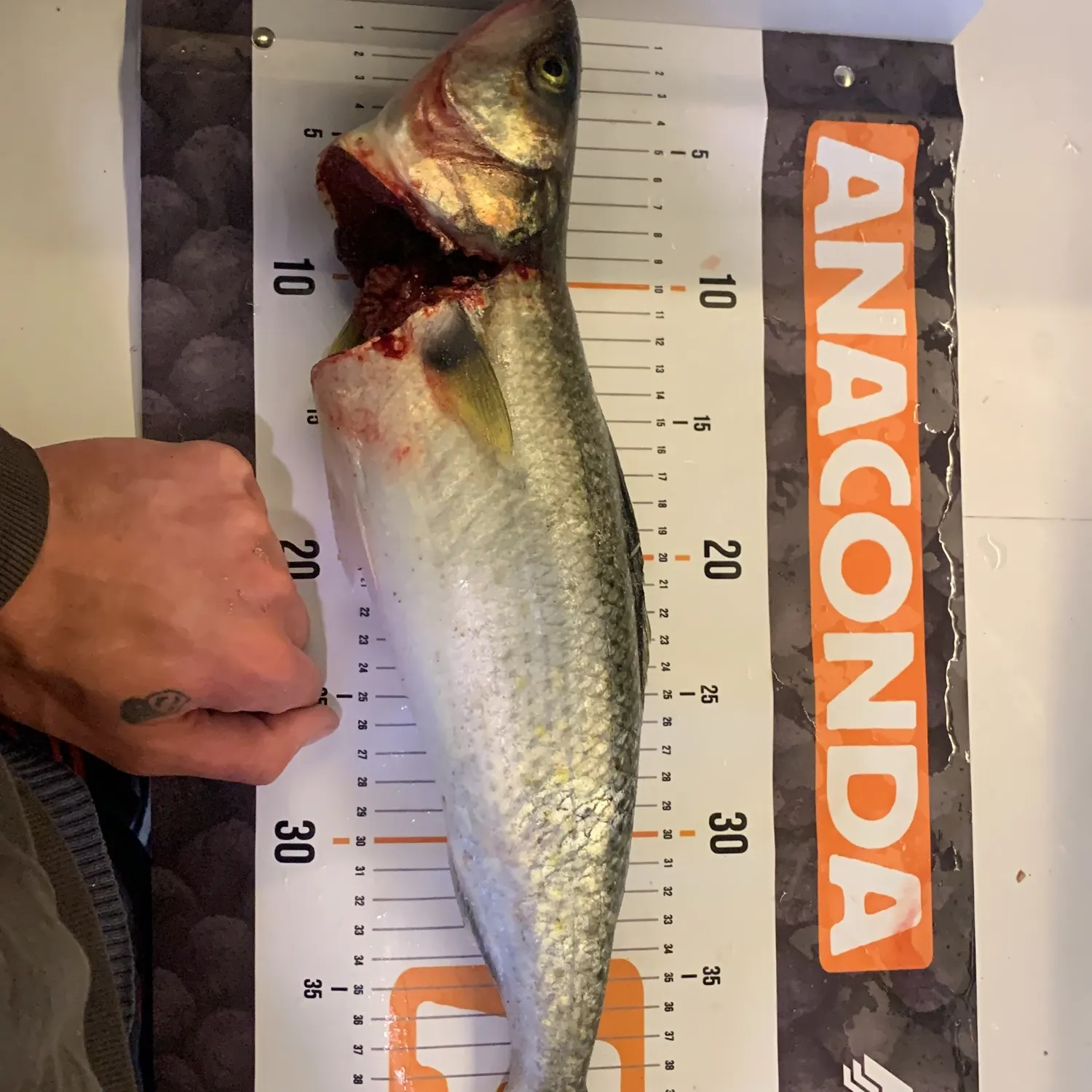 Eastern Australian salmon caught on Fishbrain